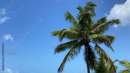 Wallpaper Mural Palm tree of Etang-Salé beach on Reunion Island Torontodigital.ca