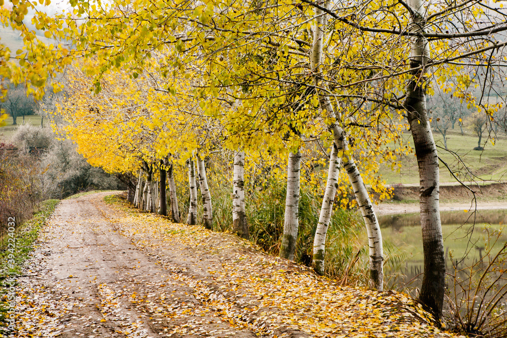 Naklejka premium Beautiful rural landscape in Europe. Sunny nature with meadow and colorful forest. Orange trees on hillsides.