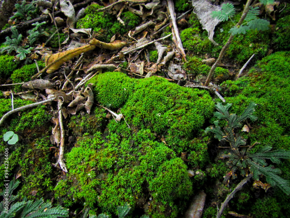 green moss on the rock