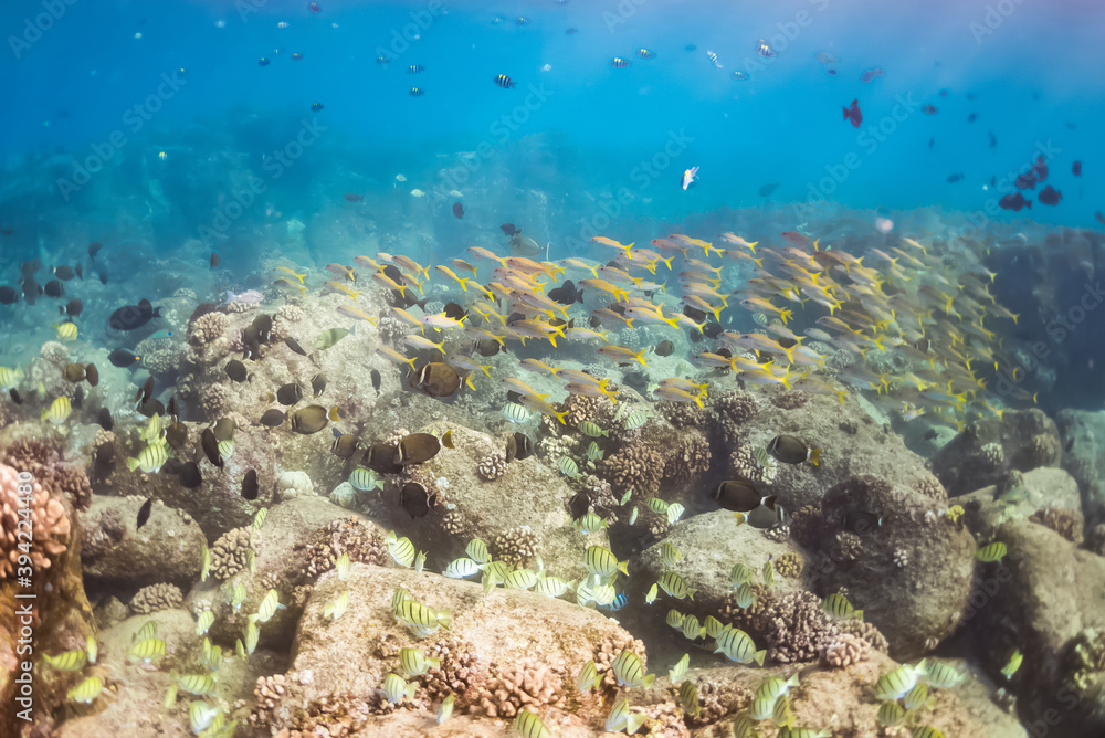 Obraz premium Tropical fish swimming over coral reef in clear blue ocean water
