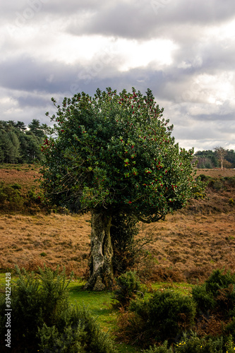 Tree in the New Forest UK