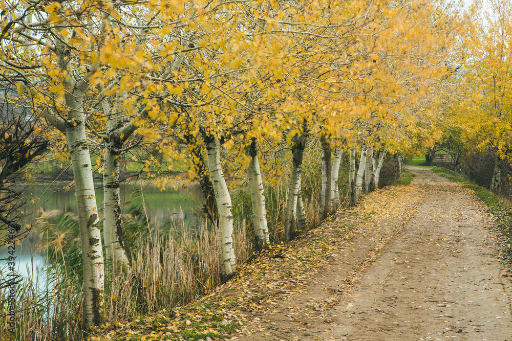 Naklejka premium Beautiful rural landscape in Europe. Sunny nature with meadow and colorful forest. Orange trees on hillsides.