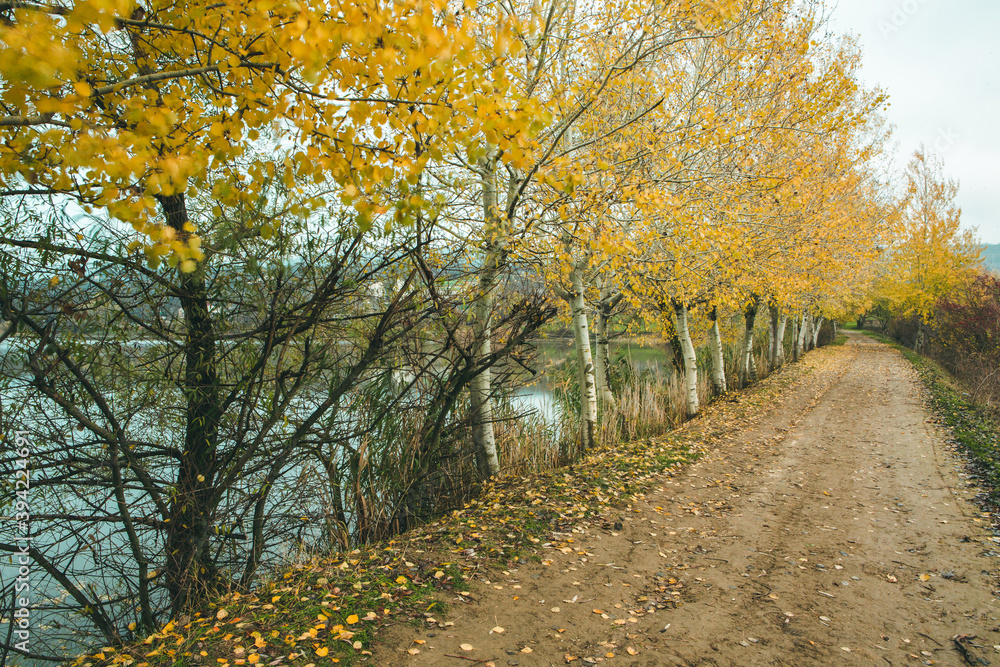 Naklejka premium Beautiful rural landscape in Europe. Sunny nature with meadow and colorful forest. Orange trees on hillsides.