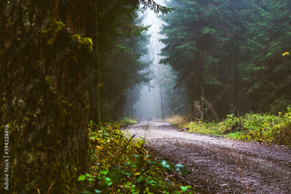 Obraz premium Path through a pine forest on misty autumn day.