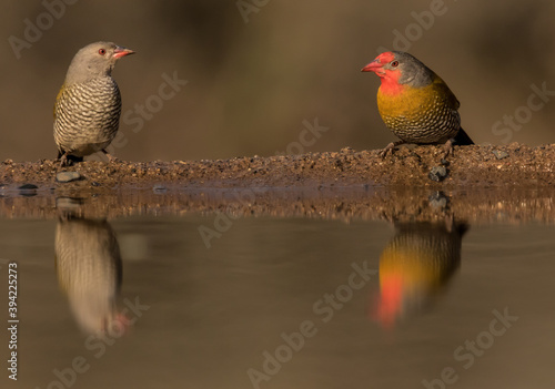 Low angle of a pair of Green-winged Pytilia sitting at the edge of the waterhole, Zimanga Private Game Reserve. photo