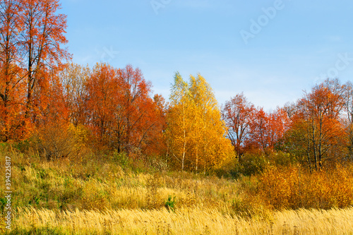 Autumn landscape, Golden autumn. Yellow orange trees on the field in September.