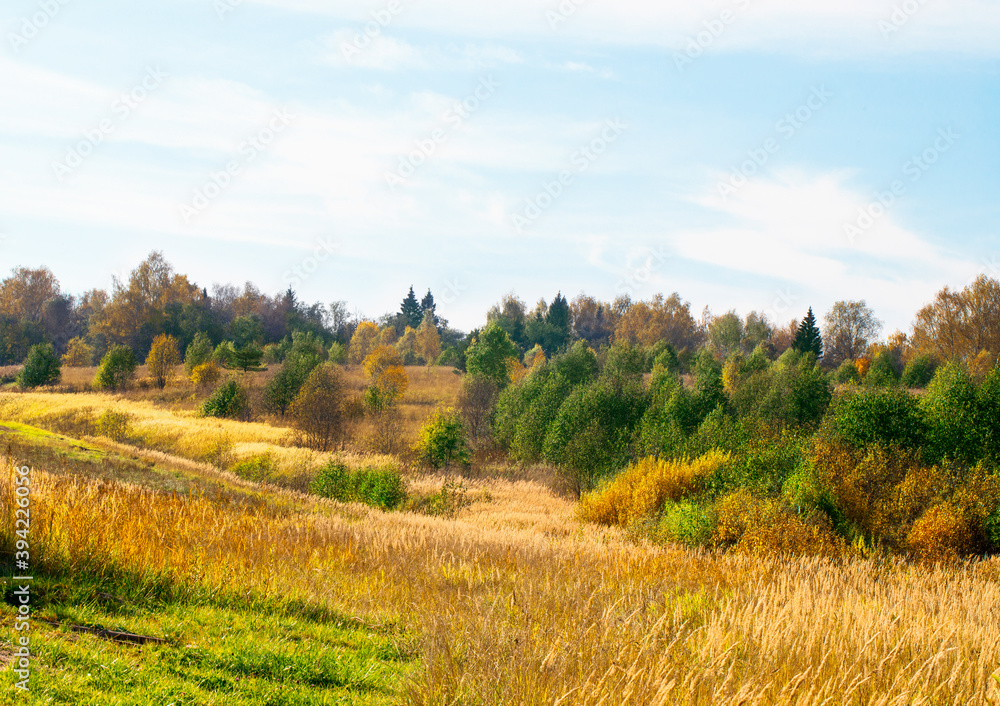 Аutumn landscape. Park in autumn. Landscape birches with autumn forest. Dry grass in the foreground.