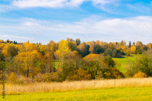 Autumn landscape. Golden autumn in the forest. Yellow orange trees on the field in September. The Russian expanse.