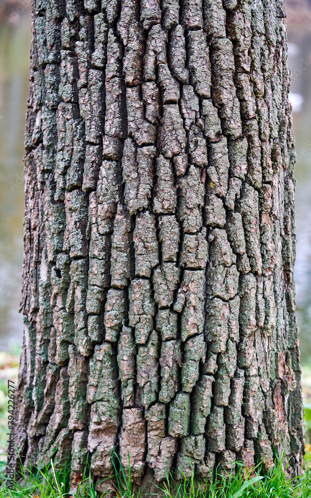 Fototapeta premium cut wood as background texture for artists