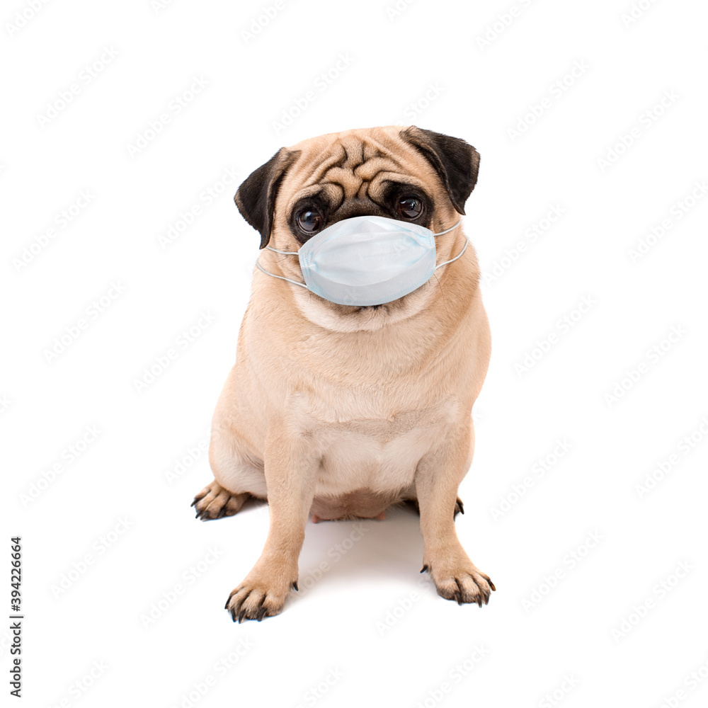 Obraz premium Pug dog sitting Isolated on white background