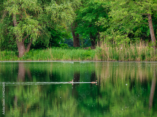 güne Bäume am See auf dem zwei Enten schwimmen