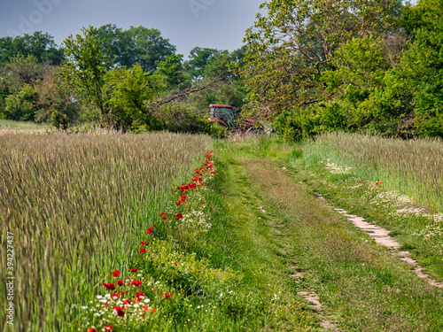 Mohnblumen am Wegesrand