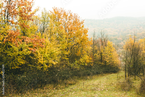 Beautiful rural landscape in Europe. Sunny nature with meadow and colorful forest. Orange trees on hillsides.