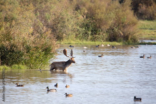 Male fallow deer in the swamp.