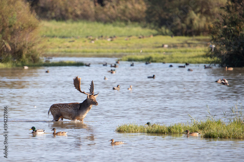 Male fallow deer crossing the swamp