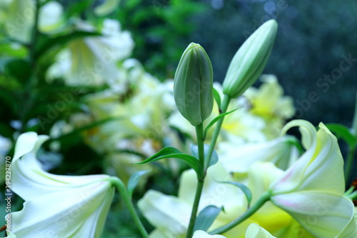 P  ki lilii azjatyckiej zakwitaj  ce latem w przydomowym ogrodzie