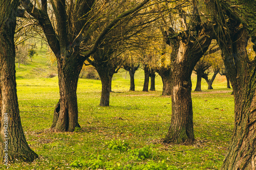 Beautiful rural landscape in Europe. Sunny nature with meadow and colorful forest. Orange trees on hillsides.