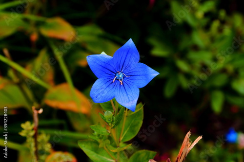 Rozwar niebieski kwitnący latem w przydomowym ogrodzie