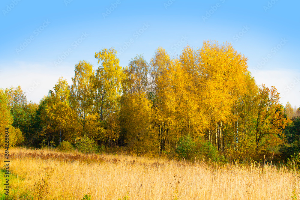 Autumn landscape. Golden trees shine on bright green grass against a blue sky .