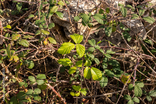 brambles