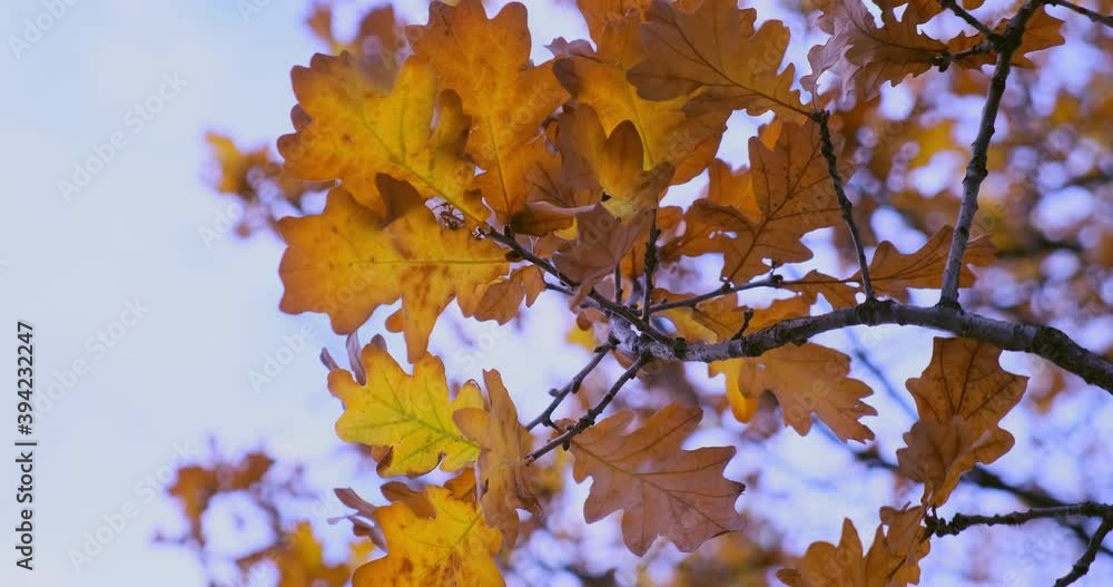Yellow oak leaves swing in the wind. Deep Autumn.
Yellow oak leaves swing in the wind. Deep Autumn.