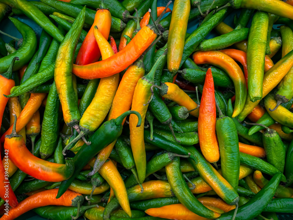 A background of a large number of large pods of hot green and yellow peppers. Background from vegetables on a shop window. Harvesting green and yellow peppers. A background of a large number of large pods of hot green and yellow peppers. Background from vegetables on a shop window. Harvesting green and yellow peppers.