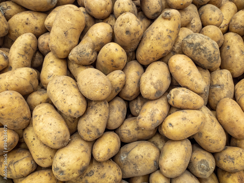 A background of a large number of medium-sized potato tubers. Background from vegetables on a shop window. Harvesting potatoes. A background of a large number of medium-sized potato tubers. Background from vegetables on a shop window. Harvesting potatoes.
