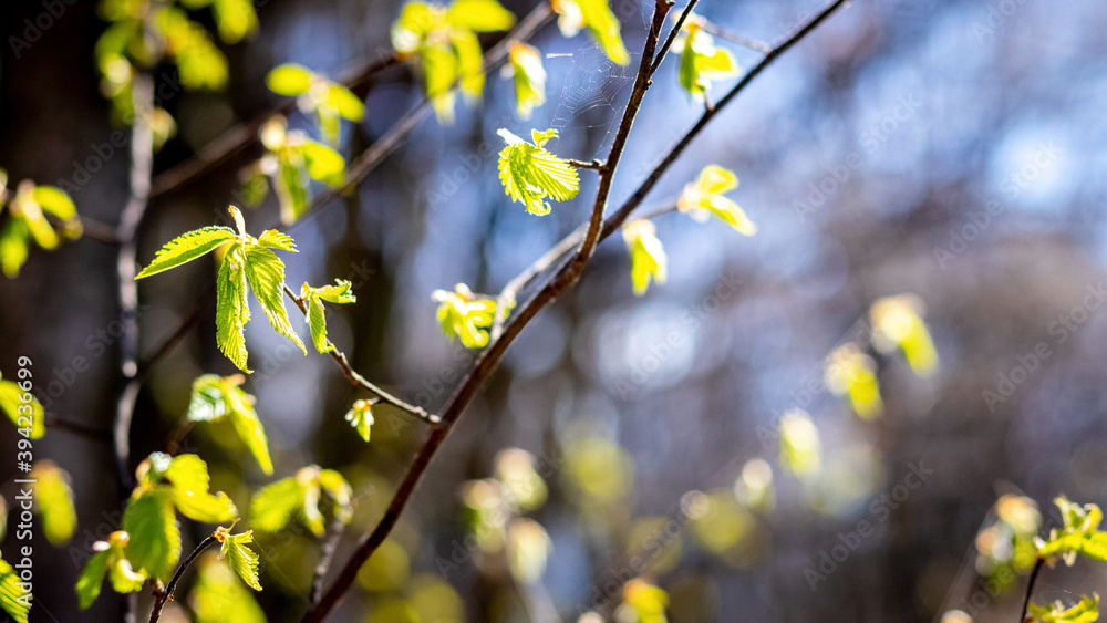 Spring forest, fresh young leaves on a tree branch
