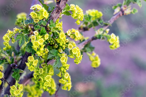 Currant blossom, currant branch with spring flowers