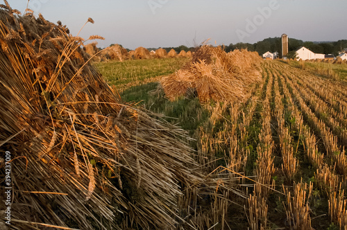 Ground level of a freshly cut wheat field on an Amish farm