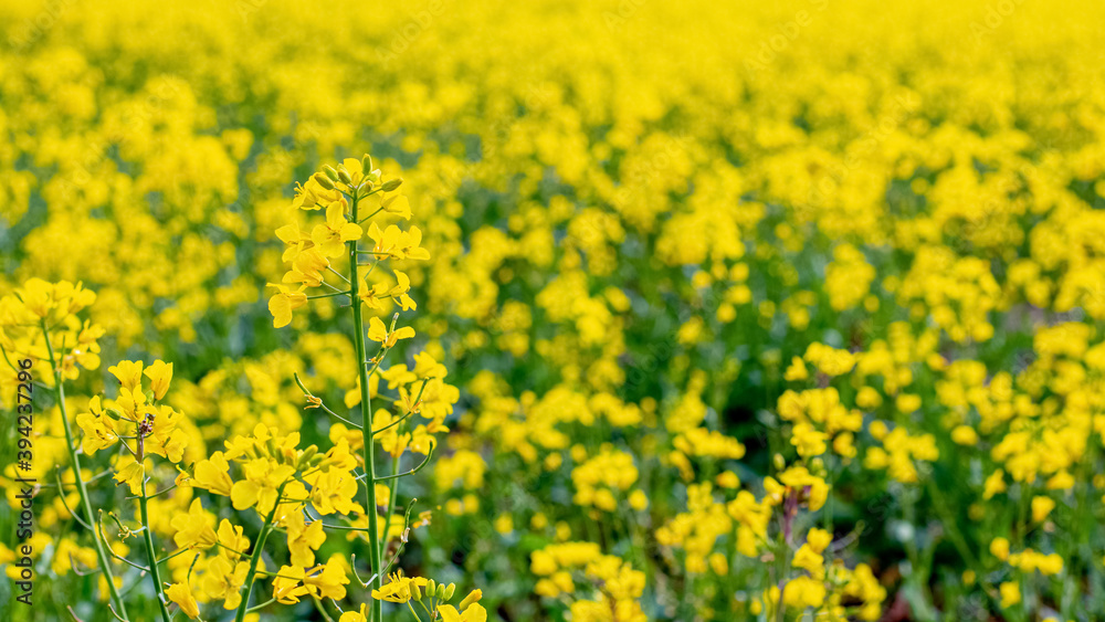 Spring background with yellow rapeseed flowers, spring field