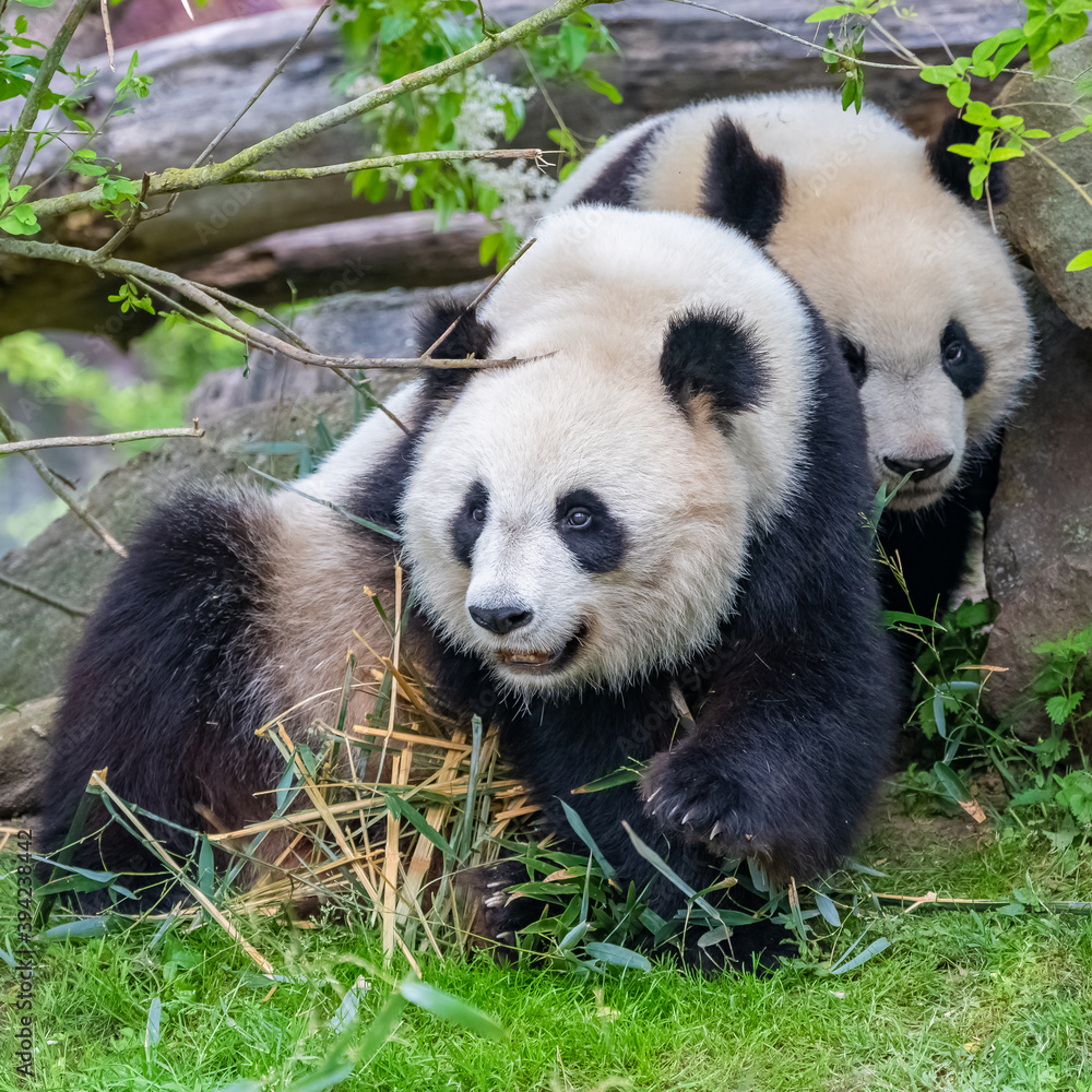 Obraz premium Young giant panda eating bamboo in the grass, portrait 