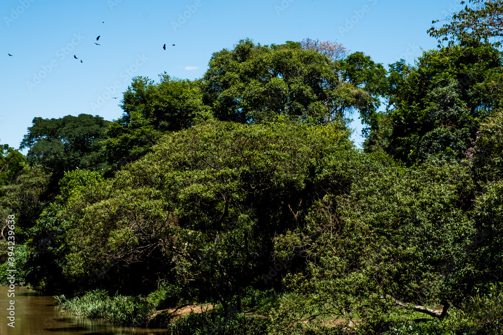 Obraz premium tree and birds flying