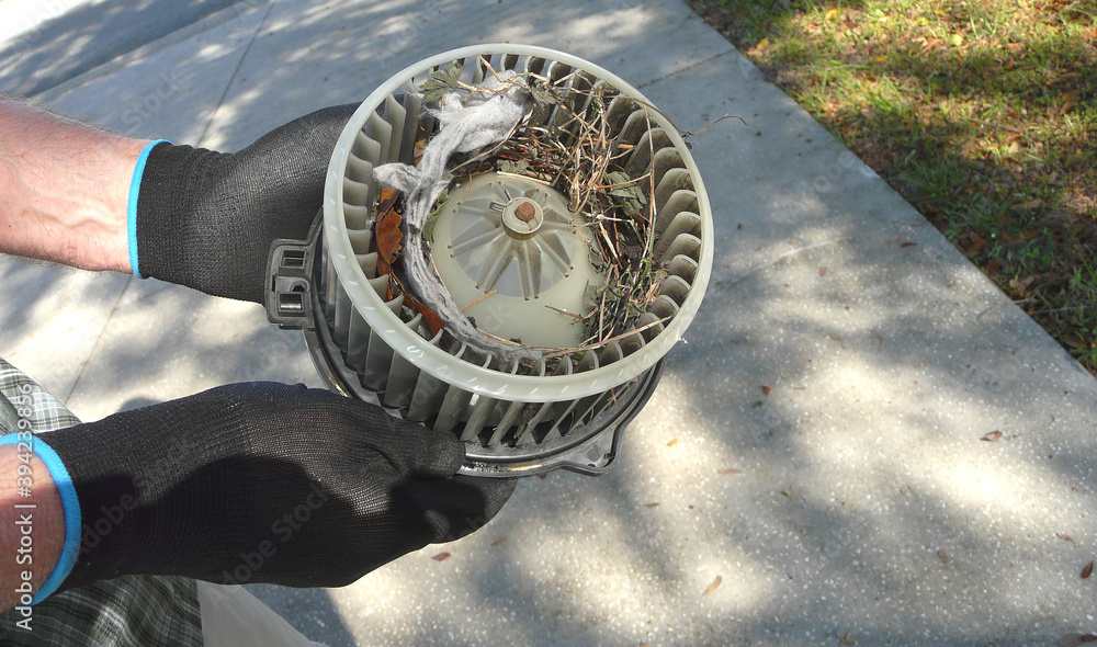 Mouse Nest in Car Blower Fan. A car owner is preparing to clean out a mouse