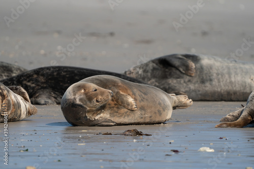 Funny lazy seals on the sandy beach of Dune, Germany. Clumsy fat sea lion and seals without ears