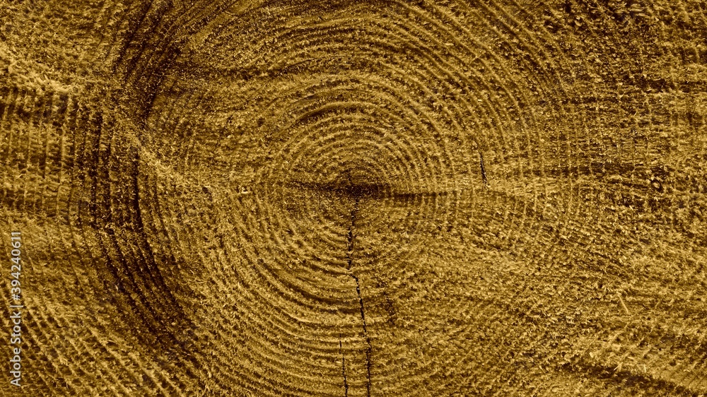 Fototapeta premium texture of wood
