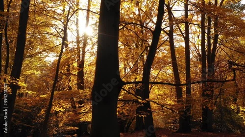 Autumn Forest  - Cinematic drone footage