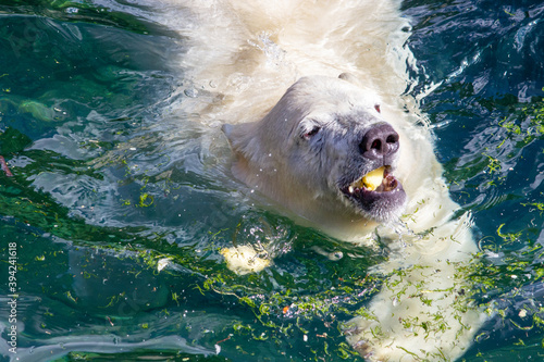Front view of a young polar bear with an apple in its mouth, Ursus maritimus