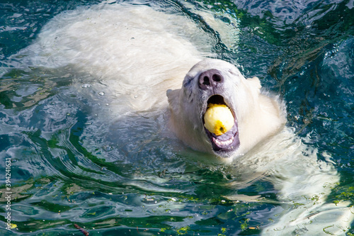 Image of a young polar bear with an apple in its mouth, Ursus maritimus