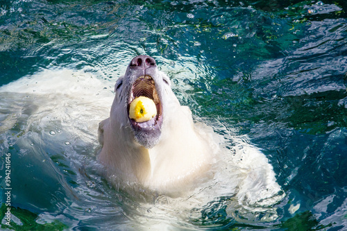 Picture of a young polar bear with an apple in its mouth, Ursus maritimus