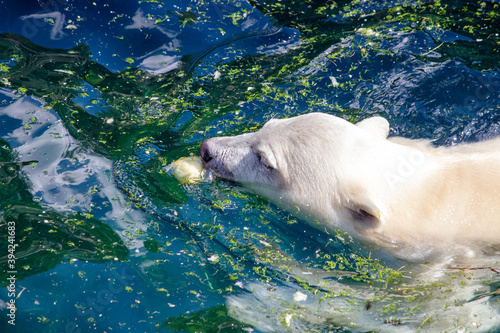 Side view of a young polar bear swimming