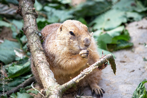 Front view of a black-tailed prairie dog eating a branch