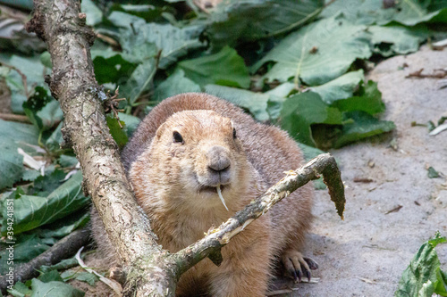 Image of a black-tailed prairie dog observing its surroundings