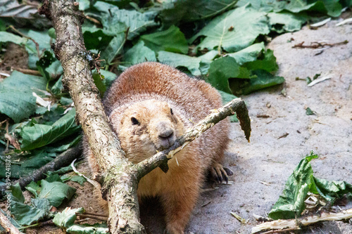 Photo of a black-tailed prairie dog nibbling on a branch