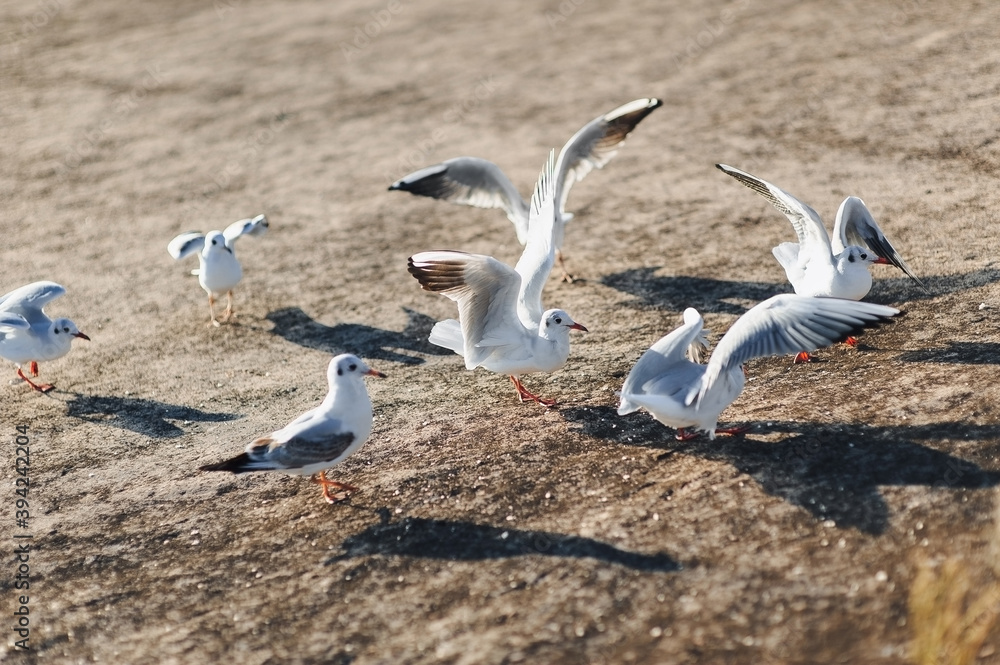 Fototapeta premium White sea gulls on the concrete dam near the embankment flap their wings and eat the food that people feed them.