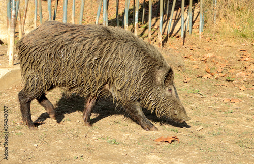 Wild boar walking around the lake of Valvidriera