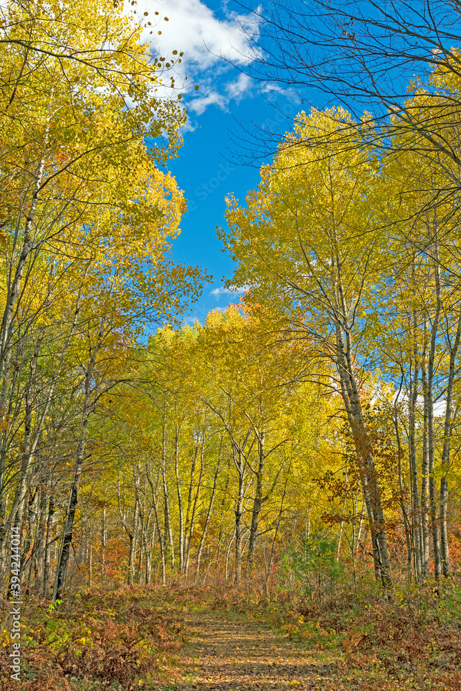 Fototapeta premium Quiet Path in the Yellow Trees of Fall