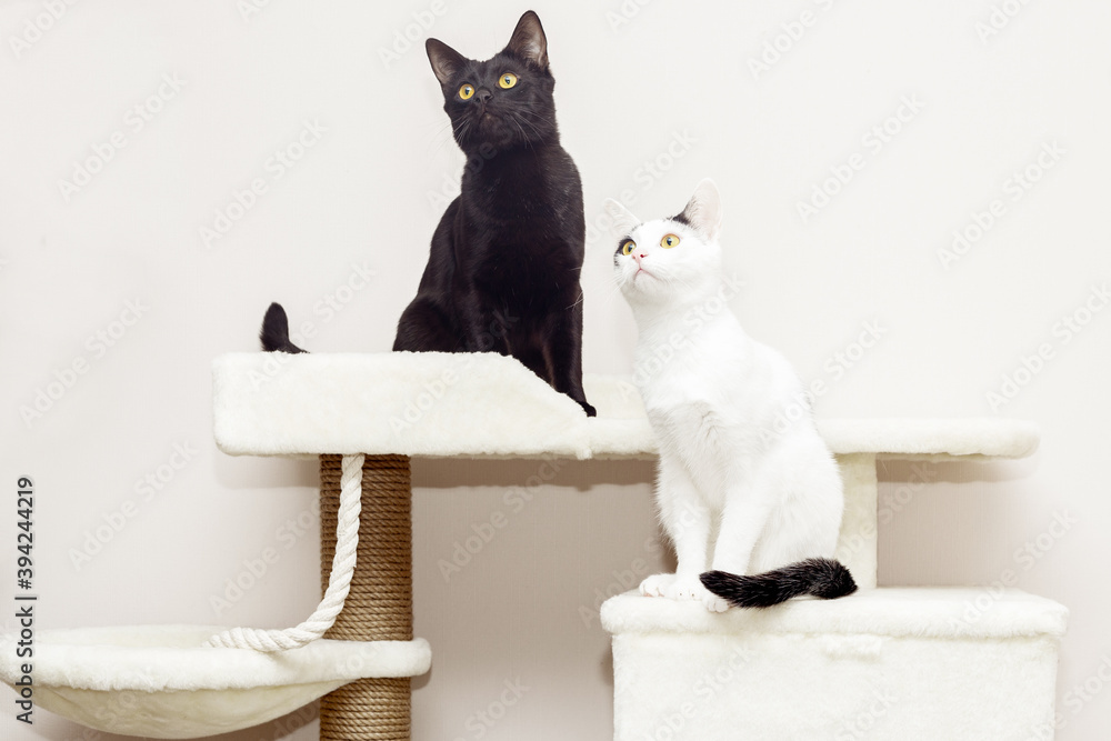 Two cats sit on the home game complex