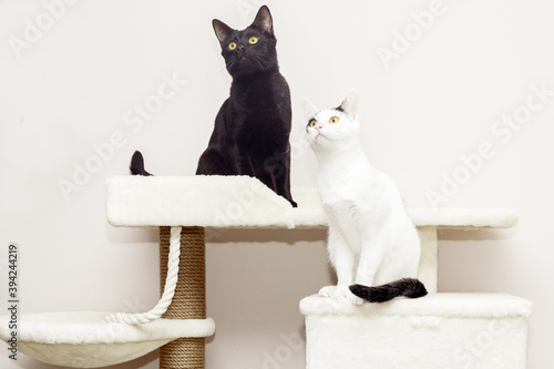 Two cats sit on the home game complex