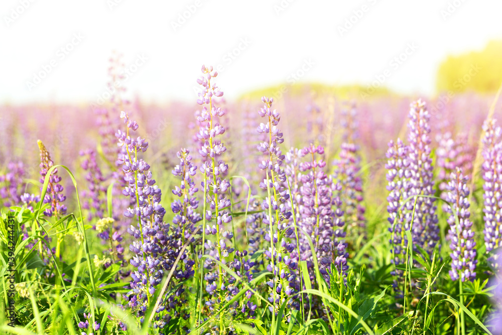 Obraz premium Flowers of pink and purple lupin on the field in natural sunlight.